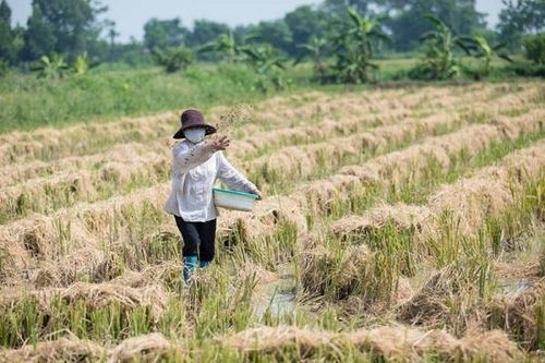 Thực trạng đốt rơm rạ ngoại thành Hà Nội: Có giảm nhưng chưa bền vững
