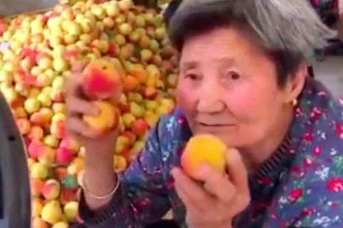 Cụ bà 80 trở thành người nổi tiếng trên mạng nhờ... quả mơ