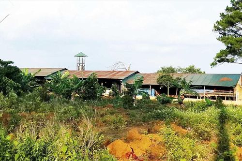 200 ha rừng ở Lâm Đồng bị phá nát, ai tiếp tay?