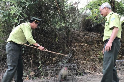 Tháo gỡ gần 1.400 bẫy thú rừng trên bán đảo Sơn Trà