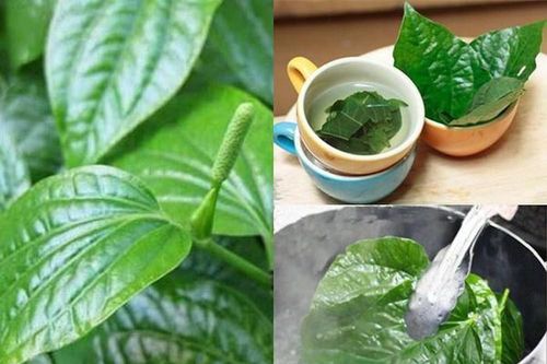 Chữa dị ứng, phát ban đơn giản bằng lá lốt