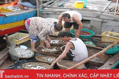 Loài cá truyền thống chưa xuất hiện trong vụ cá nam ở Hà Tĩnh