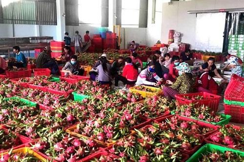 Trái cây Việt Nam xuất khẩu sang Thái Lan tăng hơn 240%