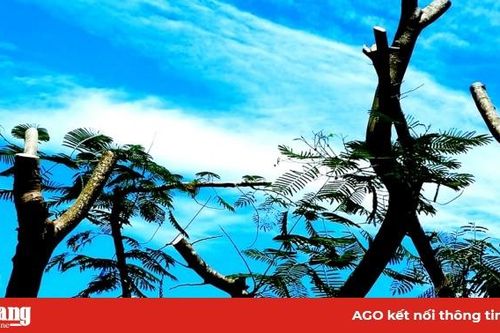 An Giang: Chấn chỉnh việc trồng, chăm sóc, bảo quản cây xanh trong trường học