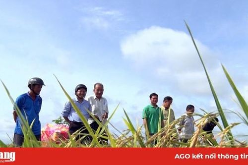 Phú Tân thí điểm trồng nếp theo tiêu chuẩn doanh nghiệp