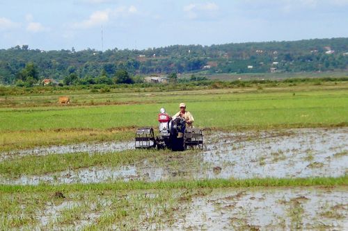 Ia Grai: Hơn 2,4 tỷ đồng đầu tư phát triển cây lúa