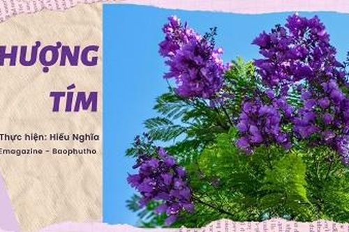 Phượng tím