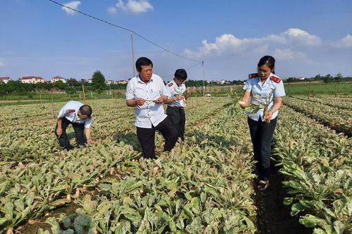 Hà Nội đi đầu trong việc hạn chế sử dụng thuốc bảo vệ thực vật