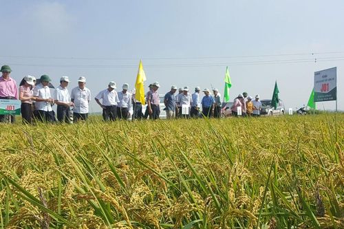 Hà Nội tập trung xây dựng nhãn hiệu tập thể cho gạo Japonica