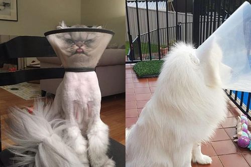 Món phụ kiện 'thần thánh' của các 'boss', cứ đeo vào là 'sen' không nhịn được cười