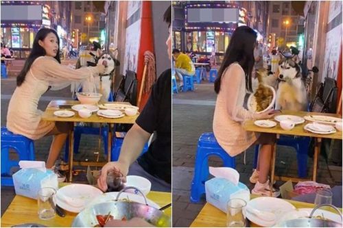 Giở trò 'ăn cháo đá bát', thú cưng khiến cô gái nhận cái kết đắng