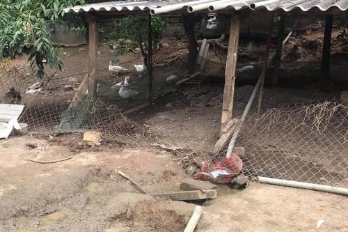 Hà Tĩnh: Một người phụ nữ bị tử vong vì bị 'trâu điên' tấn công