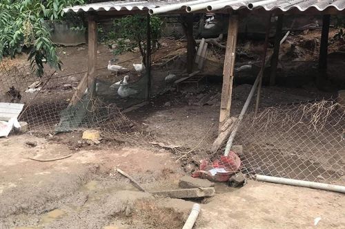 Đang nhặt trứng vịt sau vườn, người phụ bị 'trâu điên' húc tử vong