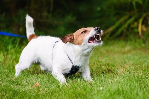 Ba em bé thương nặng vùng mặt do bị chó tấn công ở TP.HCM