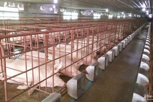 Giá lợn hơi ở Nghệ An giảm mạnh