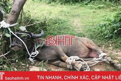Bị 'trâu điên' húc thủng bụng, một phụ nữ tử vong