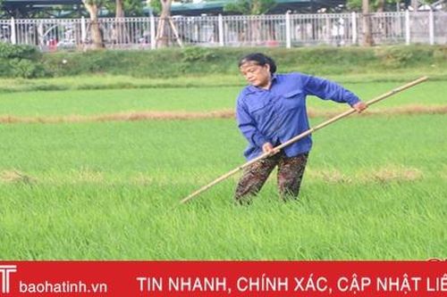 Thời tiết ủng hộ, nông dân Hà Tĩnh xuống đồng bón thúc lúa hè thu