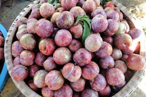 Mận ngon nhưng dù thèm đến mấy những người này cũng phải tuyệt đối tránh xa nếu không muốn rước họa vào thân