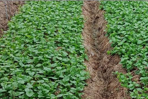 6 tác dụng chẳng ai ngờ của nước tiểu trong vườn