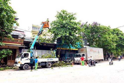 Quản lý cây xanh đô thị: Cần thống nhất các quy định