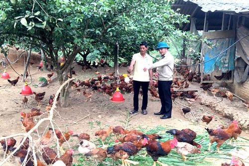 Gà đồi Thác đất