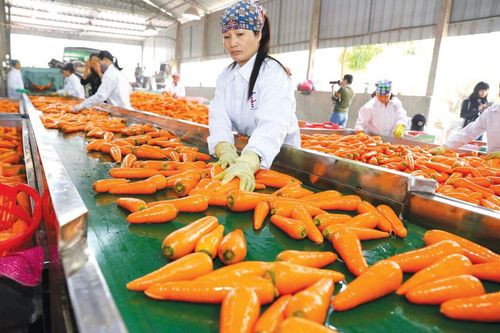 Bảo đảm an toàn thực phẩm: Quản chặt từ sản xuất đến phân phối