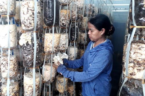 Khi rơm rạ là nguồn lợi, sẽ không ai đốt bỏ