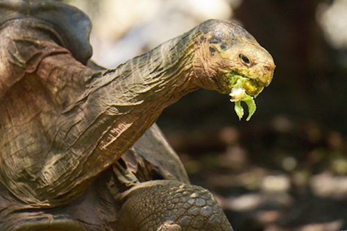 Rùa Galapagos khổng lồ trở về quê hương sau khi nhân giống thành công