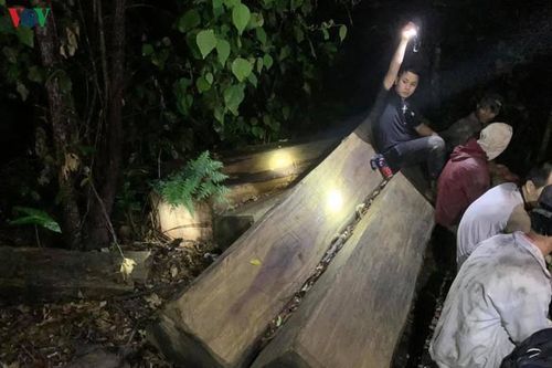 Bắt kẻ cầm đầu vụ khai thác gỗ trái phép quy mô lớn ở Đắk Lắk