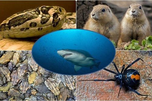 1001 thắc mắc: Những loài động vật nào ăn thịt đồng loại đáng sợ nhất?