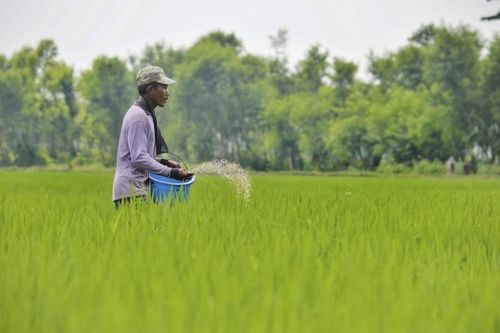 Indonesia cải tạo đất than bùn thành đất canh tác lúa