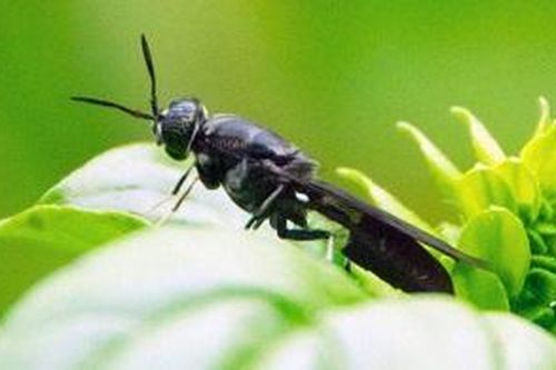 Chuyển giao công nghệ làm phân bón hữu cơ từ việc nuôi ruồi lính đen