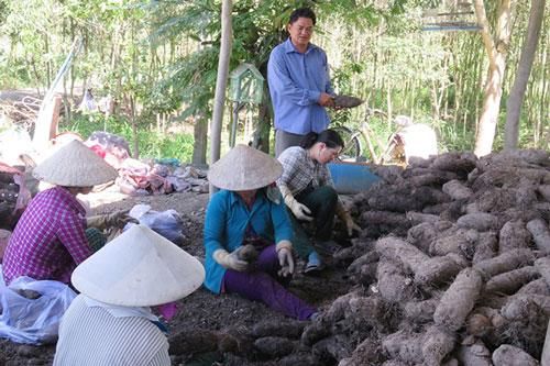 Long An: 'Hái ra tiền' nhờ trồng khoai mỡ trên đất phèn