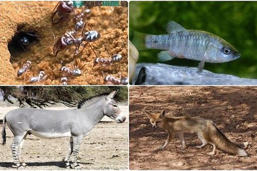 Loài vật nào chịu nóng giỏi nhất quả đất?