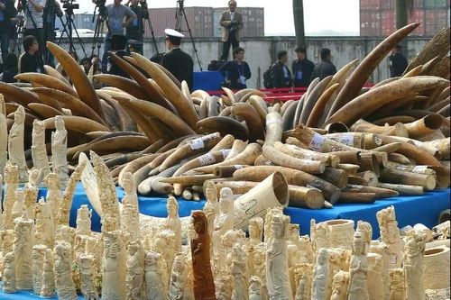 Báo động về sự dịch chuyển của thị trường mua bán ngà voi