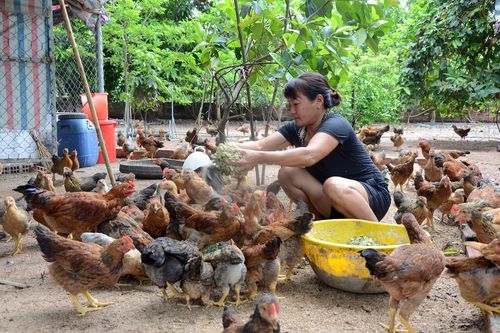Ayun Pa: Nhân rộng mô hình nuôi gà thả vườn