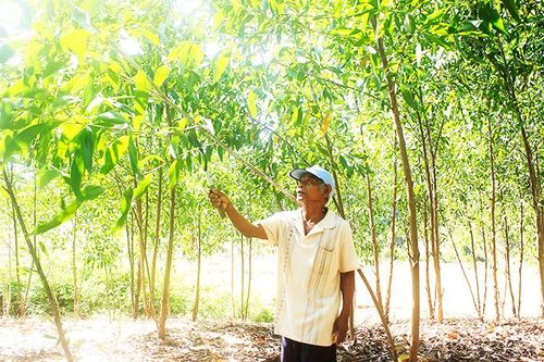 Già làng làm kinh tế giỏi