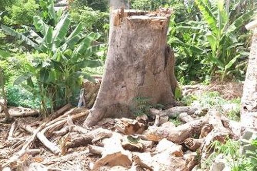 Cần thay thế cây di sản đã chết tại xã Tiên Du