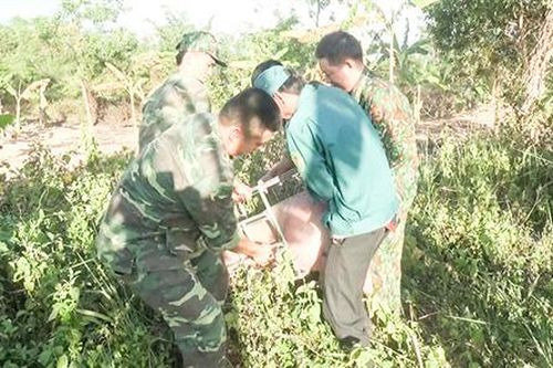 Gian nan chống heo lậu 'vượt biên'