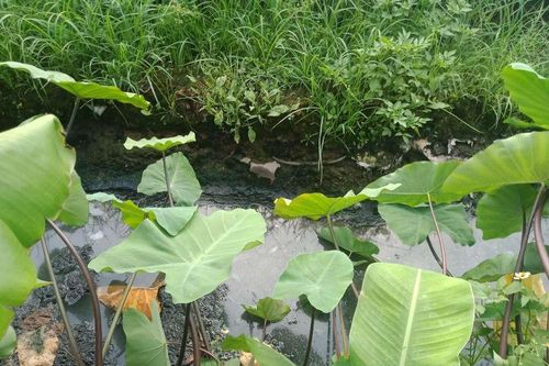 Quy định về phí bảo vệ môi trường đối với nước thải sắp có hiệu lực