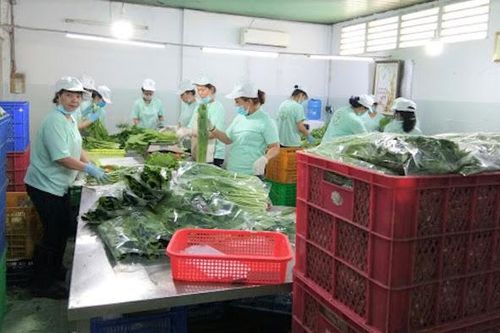 Xuân Thới Sơn 'nở hoa' cùng HTX