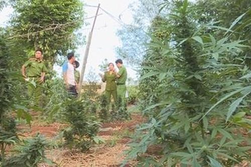 Báo động tình trạng trồng cây cần sa lẫn trong đất rẫy