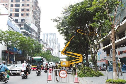 Hạn chế sự cố cây xanh trong mùa mưa bão