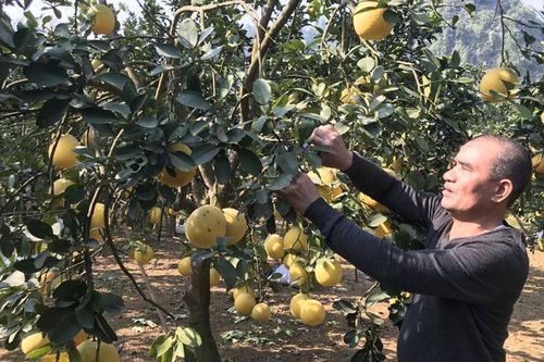 Cấp thiết cải tạo giống cây ăn quả
