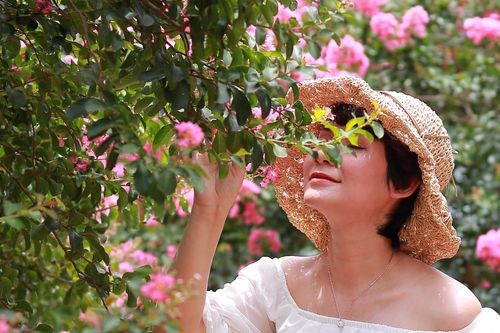 Trăm gốc tường vi đua nhau khoe sắc tại Tam Hiệp - Hà Nội