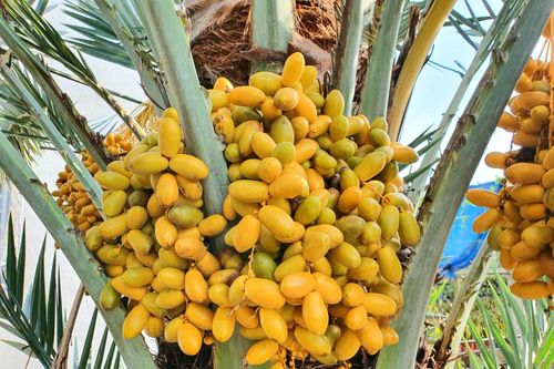Vườn chà là 200 cây trĩu quả của lão nông Đồng Tháp