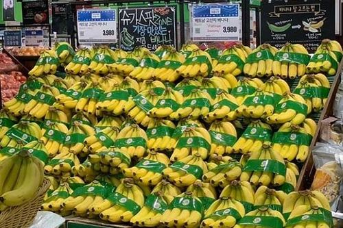 Chuối Việt Nam lần đầu tiên xuất hiện tại thị trường bán lẻ Hàn Quốc
