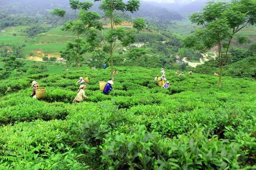 Mường Hum: Hối hả thu hái chè Bát Tiên