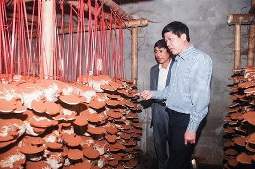 Xây dựng mô hình trồng nấm cho ngư dân