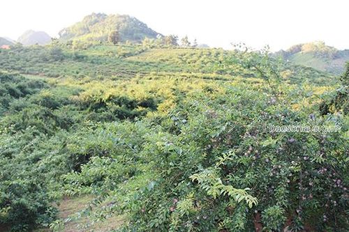 Mùa mận hậu ở Phiêng Khoài